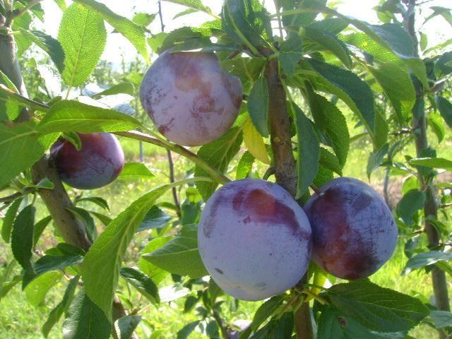 ZAMFIRA (Anna Spath x Renclod Althan) Late ripening