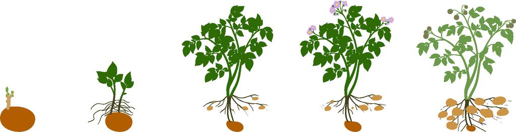 LIFE CYCLE OF A POTATO PLANT 0-30 days Sprout