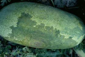 D-60 Watermelon, Downy Mildew - Downy mildew lesions on