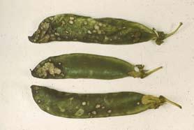 D-76 Parsley Leaf Blight - Tan lesions caused by the