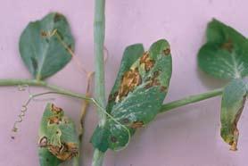 - Leaf blight caused by Botrytis squamosa: note small