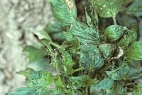 D-91 Pepper Xanthomonas - Bacterial leaf spot