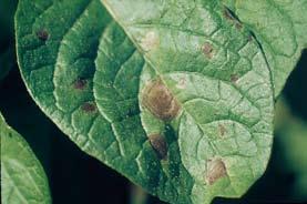 caused by Alternaria solani.