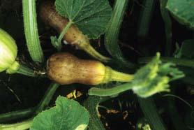 D-109 Squash, Summer, Fruit Abortion - Abortion of