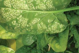 blight of zucchini fruit and petioles caused by the