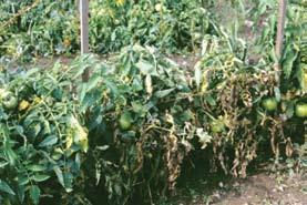 D-136 Tomato Clavibacter Canker - Bacterial canker caused by the