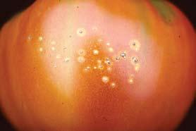 D-138 Tomato Clavibacter Fruit - Bird s-eye lesions on tomato fruit