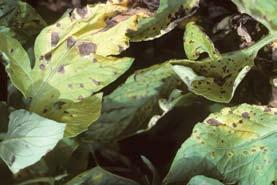 Pale yellow spots develop on the top of the leaf, and felty