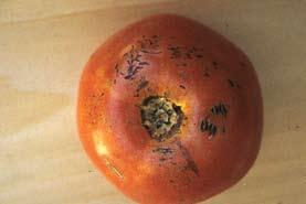 John Howell, University of Massachusetts 44 D-151 Tomato
