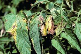 D-154 Tomato Septoria - Septoria leaf spot caused by the
