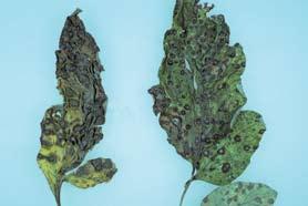 Fruit - Tobacco mosaic virus symptoms are highly variable.
