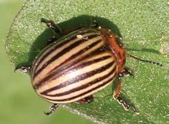 Front Cover Photos (left to right): Bean Leaf Beetle- Martin Spellman Shepherdspurse