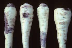 blight of parsnip caused by the fungus