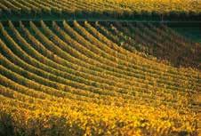 the vineyards where the wooded hills of the
