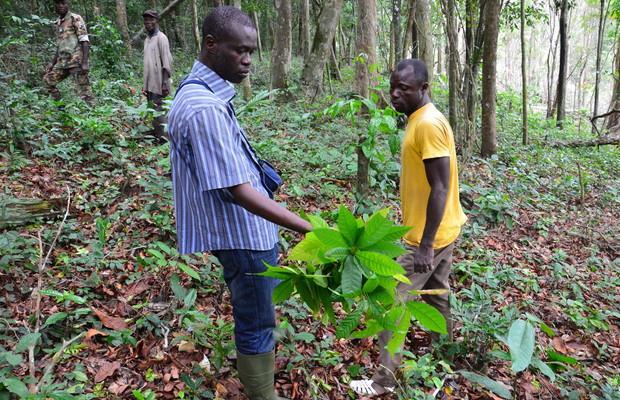 Serious risks weigh on the outlook Ivorian output growing out of control Consistently high farmgate prices have driven a surge in plantings, many in areas unsuitable for long-term cultivation.