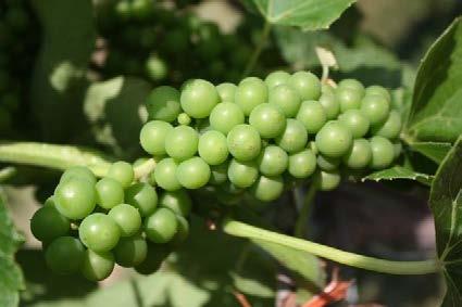 Development of wine grapes in the grape variety trials at the Peninsular