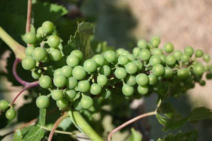 4 Development of wine grapes in the grape variety trials at the Peninsular