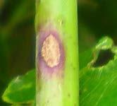 7 What s lurking in or near the vineyard this week? Phomopsis cane lesions on wild grape at PARS on 6. 18. 2012.