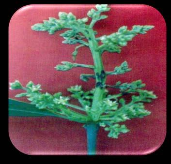 Inflorescence / leaf/ twig midge: Erosomyia indica, Dasineura amaramanjarae