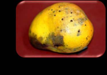 Mango fruit fly: