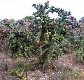Cylindropuntia imbricata Field Identification Guide Devil s rope/rope