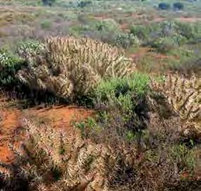 Cylindropuntia tunicata Hudson pear (Brown-spined) Field