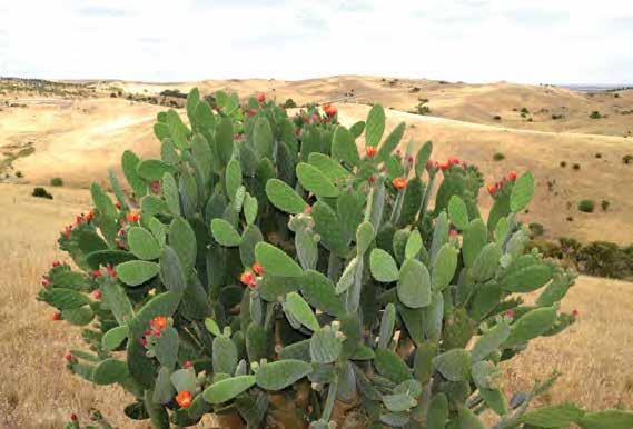 Invasive cacti facts Austrocylindropuntia, Cylindropuntia and Opuntia species Invasive cacti impact on Australia environmentally, agriculturally and aesthetically, as well as posing a risk to animal