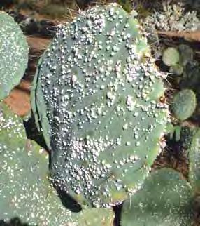 Austrocylindropuntia, Cylindropuntia and Opuntia species Mechanical control Care must be taken when mechanically or physically removing opuntioid cacti due to their spiny nature.