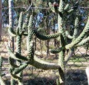 Austrocylindropuntia cylindrica Cane cactus Field