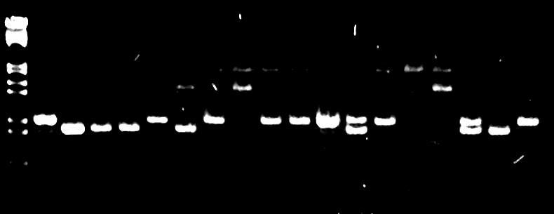 shows the presence or absence of a marker in individual plants, that identifies a gene at the R Adv locus. The markers identify loci (locations) on chromosomes where R-genes are known to occur.