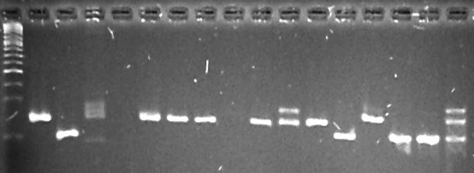 A further application of molecular technology to this study was in DNA fingerprinting using Single Sequence Repeat (SSR) markers or what are commonly called, microsatellites.