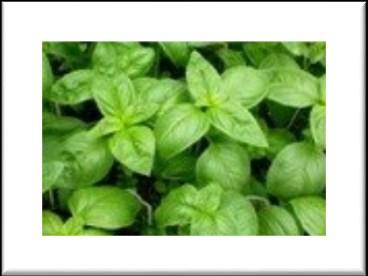 Genovese Genovese is one of the best known varieties. Large leaves with spicy flavor.