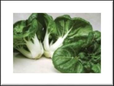 Cabbage Bok Choi Bok choy or Pak Choi, a Chinese cabbage that does not form heads and have smooth, dark green leaf blades instead, forming a cluster reminiscent of mustard greens or celery.