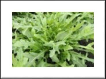 The plant grows to about 4-6" tall with mildly peppery leaves. Leaves, shoots, and flower buds are all delicious. Dill Bouquet One of the standard varieties.