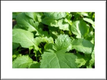 Mustard Red Giant Mustard Tatsoi Mustard Wasabi Red Giant mustard has large leaves with a slight purple color and mild peppery flavor.