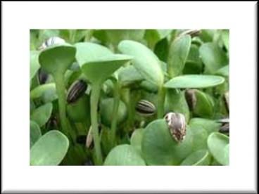 Seedlings are approximately 3-4" tall, most of which are a uniform eggplantpurple color, although some are green or green-purple in color.purple stems grow darker toward the top of the sprout.