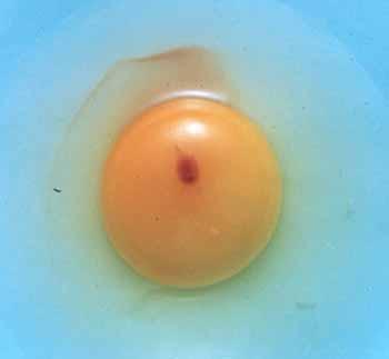 BLOODY WHITE Defined: An egg with blood diffused through the white.