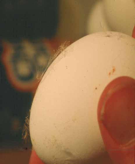 MOLD Is this egg a dirty?