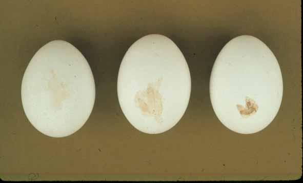 STAINED SHELL EGGS There are three stain densities to consider in grading eggs: Slight Moderate