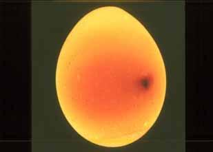 BLOOD SPOT Defined: These are spots on the surface of the yolk or suspended in the white that if are