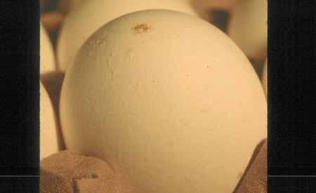 DIRTY Defined: An egg that is unbroken, with dirt or foreign material