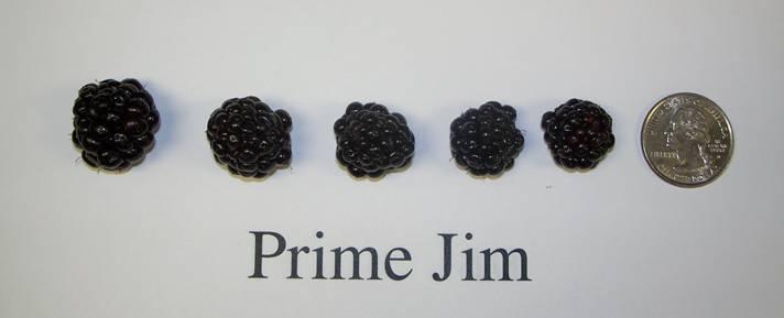 Prime Jim Yield: very low Berry size: 1.9 g Brix: 13.