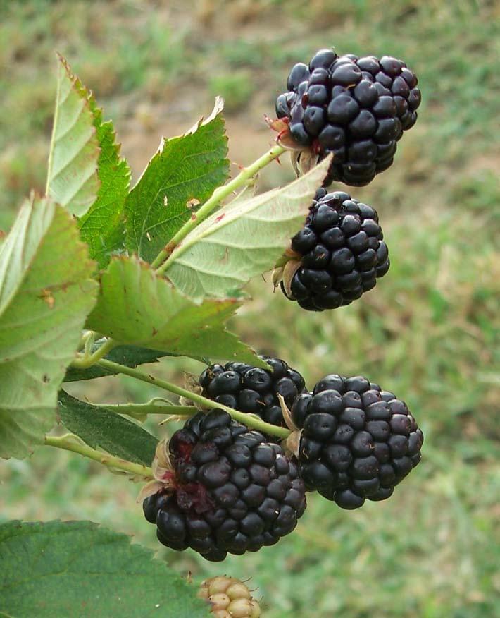 Introduction Rubus The official State Fruit U-pick Small commercial production In 2006 there were