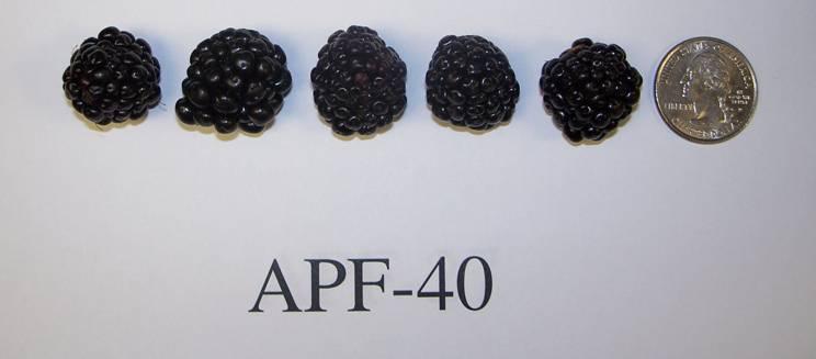 APF-40 Yield: very good Berry size: 3.9 g Brix: 12.
