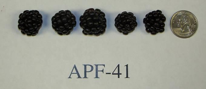 APF-41 Yield: low Berry size: 3.