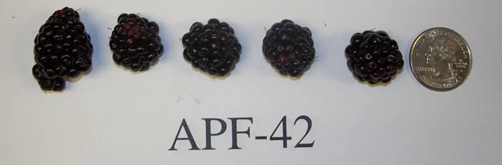 APF-42 Yield: low Berry size: 2.2 g Brix: 12.
