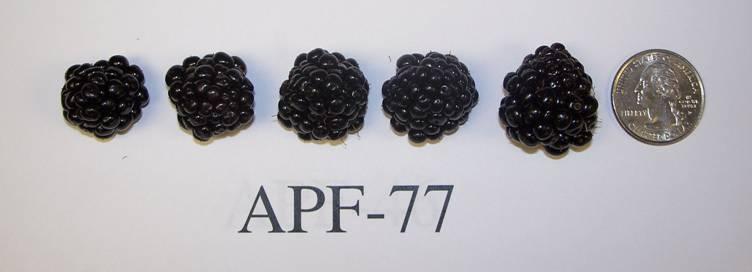 APF-77 Yield: low Berry size: 3.1 g Brix: 11.
