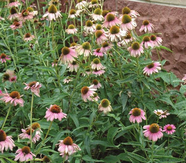 23 Purple Coneflower Echinacea purpurea Where do I live? In a grassy land with lots of sun Look for: The spiky round head surrounded by purple petals.
