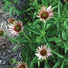You can rub the liquid or paste from crushed purple coneflower roots on your skin to relieve the stinging or itching of insect bites, cuts and burns.