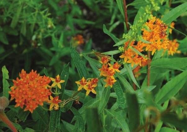 16 Butterfly Weed Asclepias tuberosa Where do I live? In a grassy land with lots of sun Look for: A short plant with clusters of bright orange flowers.